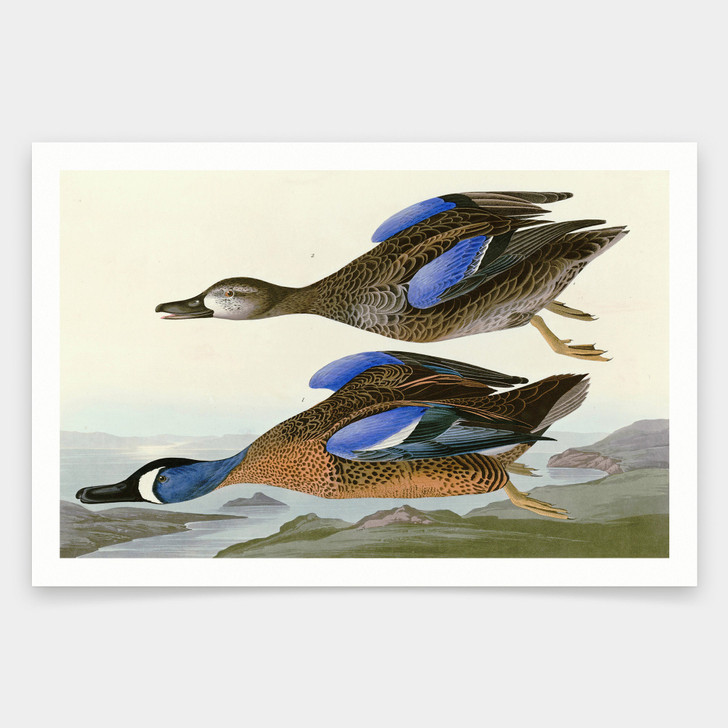 John James Audubon, Blue Winged Teal,art prints,Vintage art,canvas wall art,famous art prints,q1818