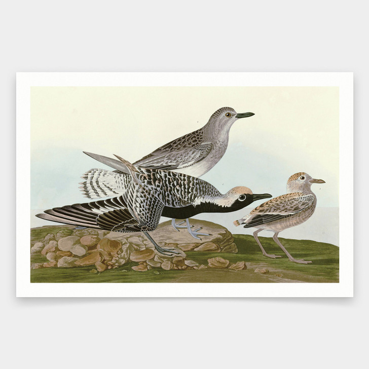 John James Audubon, Black bellied Plover,art prints,Vintage art,canvas wall art,famous art prints,q1809
