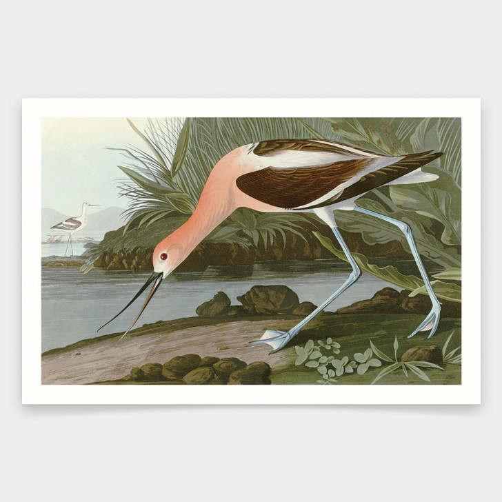 John James Audubon, American Avocet,art prints,Vintage art,canvas wall art,famous art prints,q1796