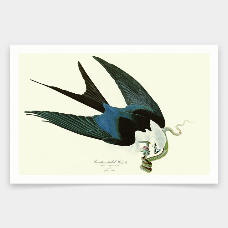 John James Audubon, Swallow tailed Hawk,art prints,Vintage art,canvas wall art,famous art prints,q1943