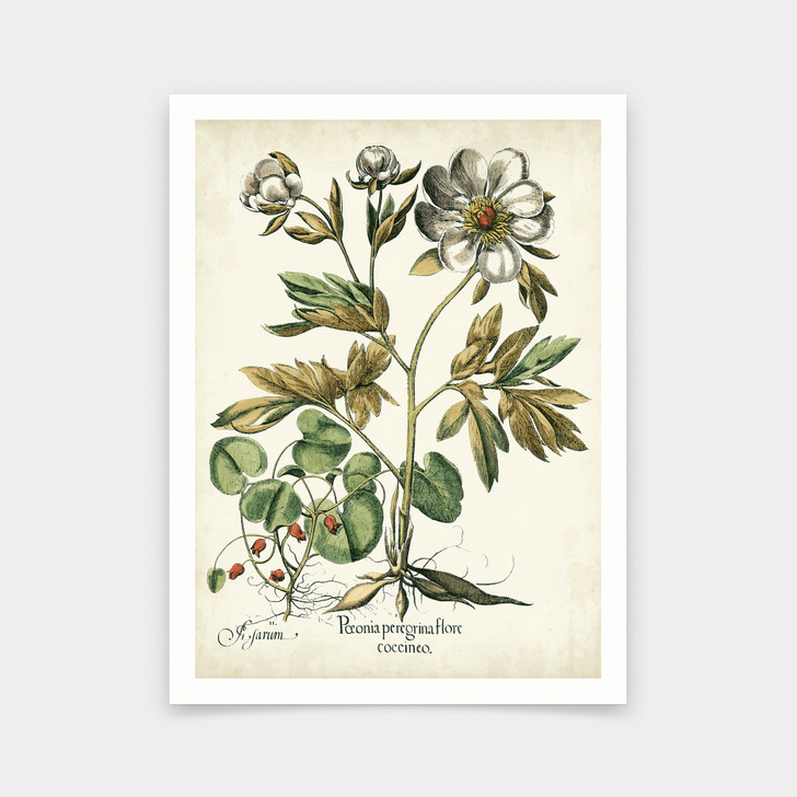 Basilius Besler,Ivory Peonies IIi,art prints,Vintage art,canvas wall art,famous art prints,V5400