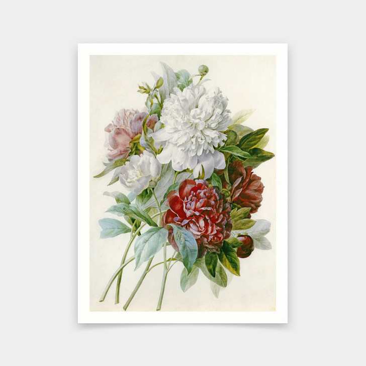Pierre Joseph Redoute,A Bouquet of Red Pink and White Peonies,art prints,Vintage art,canvas wall art,famous art prints,V6634