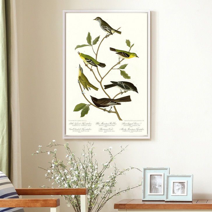 John James Audubon,Little Tyrant Fly catcher,The Birds of America,canvas print,canvas art,canvas wall art,large wall art,framed art,p2389