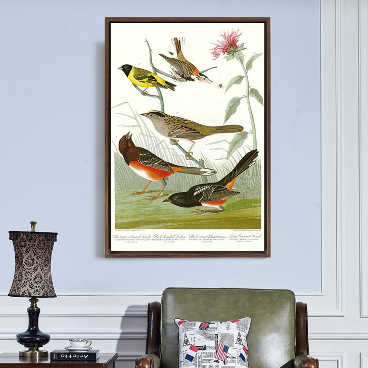 John James Audubon,Chestnut coloured Finch,Black headed Siskin,The Birds of America,canvas print,canvas art,canvas wall art,large art,p2379