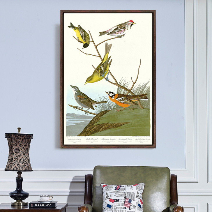 John James Audubon,I Arkansaw Siskin,Mealy Red poll,The Birds of America,canvas print,canvas art,canvas wall art,large wall art,framed,p2372