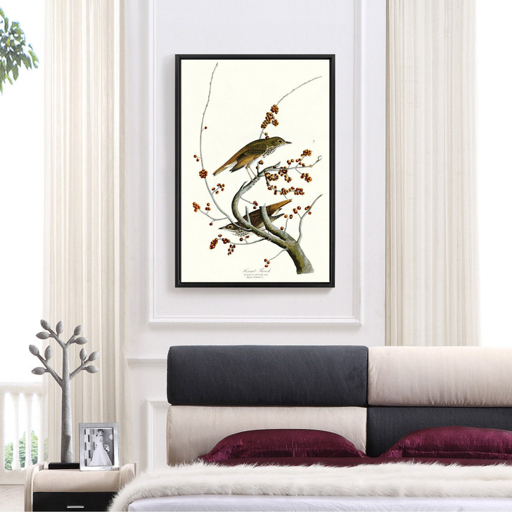 John James Audubon, Hermit Thrush,The Birds of America,canvas print,canvas art,canvas wall art,large wall art,framed wall art,p2365