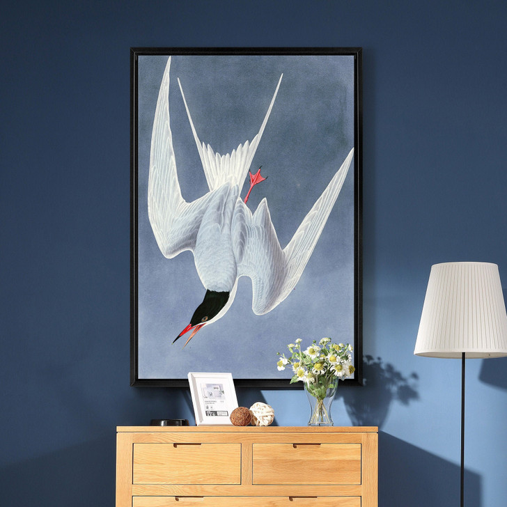 John James Audubon, Great Tern,The Birds of America,canvas print,canvas art,canvas wall art,large wall art,framed wall art,p2359