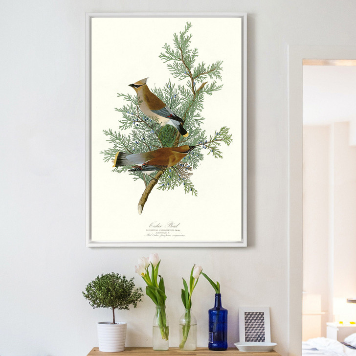 John James Audubon, Cedar Bird,The Birds of America,canvas print,canvas art,canvas wall art,large wall art,framed wall art,p2327