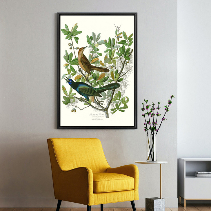 John James Audubon, Boat tailed Grackle,The Birds of America,canvas print,canvas art,canvas wall art,large wall art,framed wall art,p2308