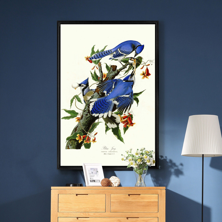 John James Audubon, Blue Jay,The Birds of America,canvas print,canvas art,canvas wall art,large wall art,framed wall art,p2305