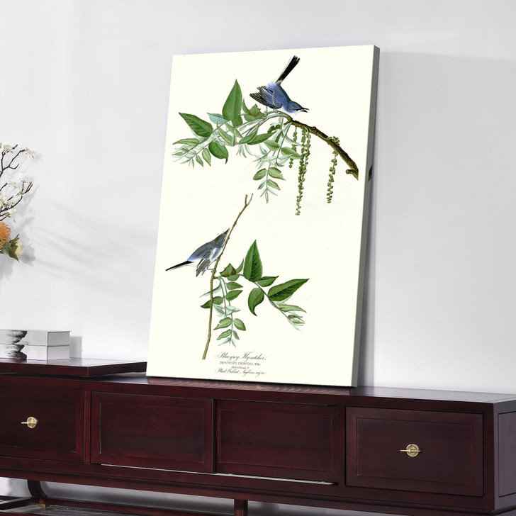 John James Audubon, Blue Grey Fly catcher,The Birds of America,canvas print,canvas art,canvas wall art,large wall art,framed wall art,p2303