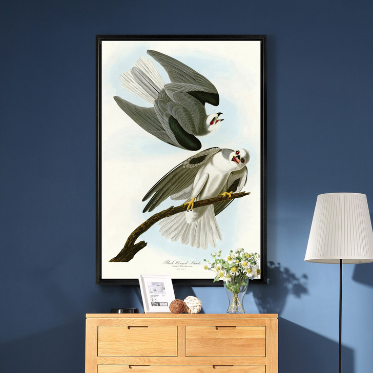John James Audubon, Black Winged Hawk,The Birds of America,canvas print,canvas art,canvas wall art,large wall art,framed wall art,p2299