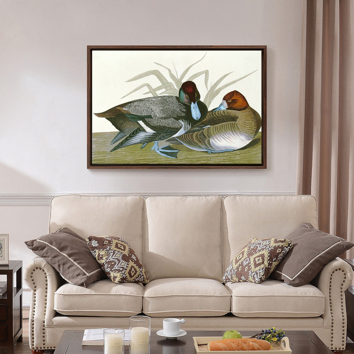 John James Audubon, Scaup Duck,The Birds of America,canvas print,canvas art,canvas wall art,large wall art,framed wall art,p1927