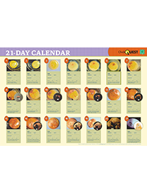 ChickQuest 21 Day Calendar Poster (set of 10)