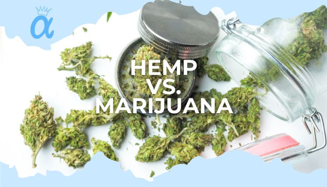 Hemp vs. Marijuana: A Natural Perspective with Alpha Hemp Solutions