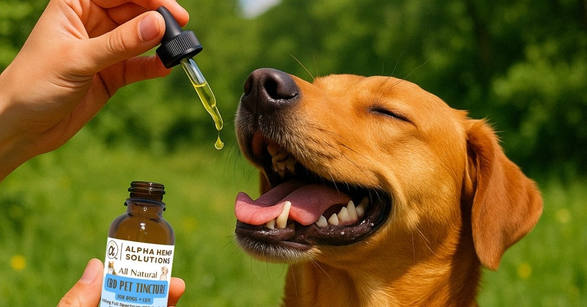 How CBD Tinctures Can Help Dogs in a Variety of Ways