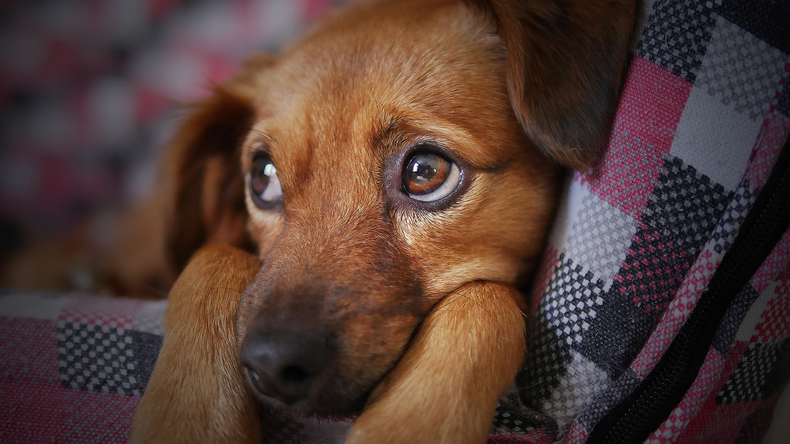 CBD for Pets: Soothing Thunderstorm Anxiety Naturally | Alpha Hemp Solutions CBD for Pets: Soothing Thunderstorm Anxiety Naturally | Alpha Hemp Solutions