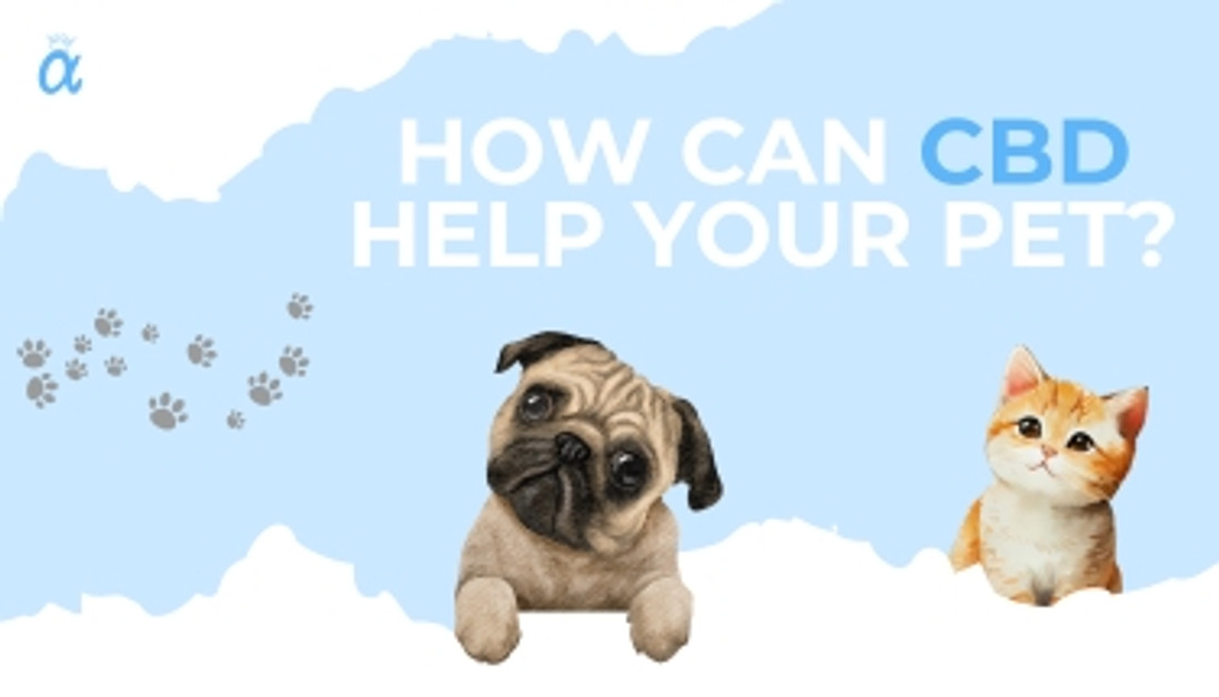 Why You Should Use CBD Tinctures for Pets Why You Should Use CBD Tinctures for Pets
