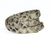 GILDED SERPENT WRAP  •  NATURAL