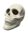 Ceramic Skull