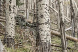 3 Tips For Night Hunting Coyotes