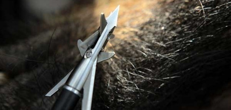BROADHEAD SELECTION 101: FIXED OR MECHANICAL?