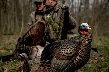 Finding and Bow Hunting Afternoon Gobblers