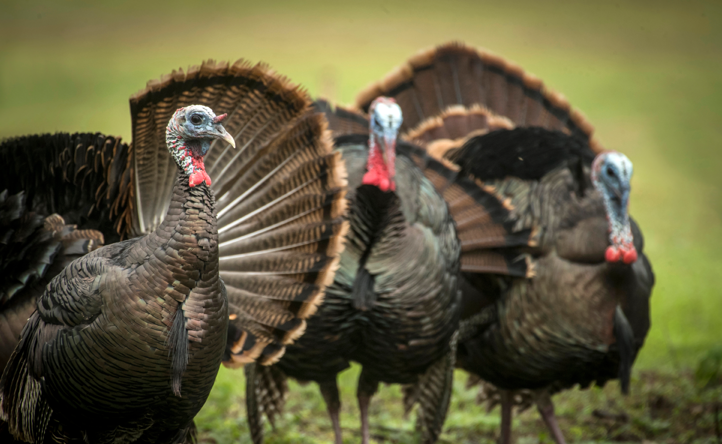 SO YOU WANT TO START TURKEY HUNTING? TruGlo