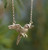 Silver Flying Parrot Pendant