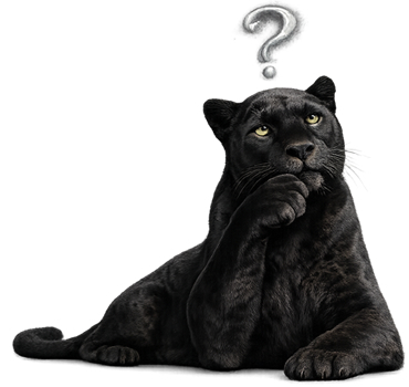 Questions about buying Rubber Tracks from Prowler