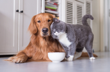 Is cat food dangerous for dogs?