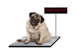 Obesity in Pets: Not Just a Human Problem