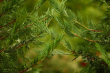 Essential Oils and CBD for Hemorrhoids: A Plain Talk About a Private Problem