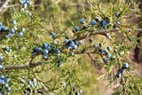 Essential Oils for Kidney Stones: Which Stone It Is, and Why Water Comes First