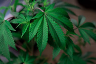CBD vs CBG — What's the Difference, What's on the Label, and Where to Start