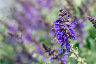 Essential Oils for Fibroids: What They Are, and a Gentle Ritual for Tender Days