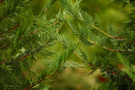 Essential Oils and CBD for Hemorrhoids: A Plain Talk About a Private Problem