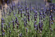 Essential Oils for Shingles: What I Tell Folks Who Ask