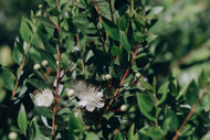 Essential Oils for Thyroid: Tired, Foggy, Cold, and What Connie Checks First