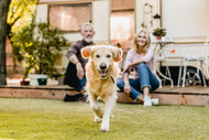 How CBD Pet Treats Can Help Your Aging Dog Thrive
