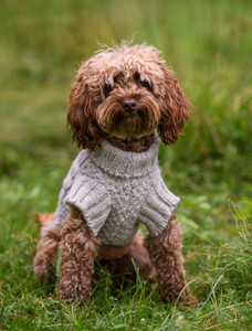 Aran Cable & Diamond Dog Sweater - Oatmeal