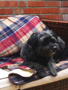 Country Lodge Tweed Throw - Red
