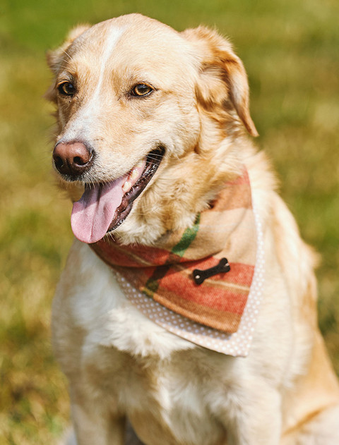 Irish Heritage Tartan Doggy Bandana - Camel Check