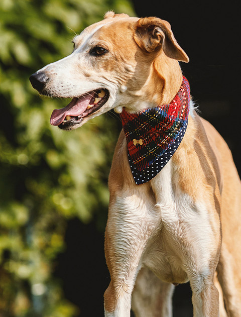 Irish Heritage Tartan Doggy Bandana - Red