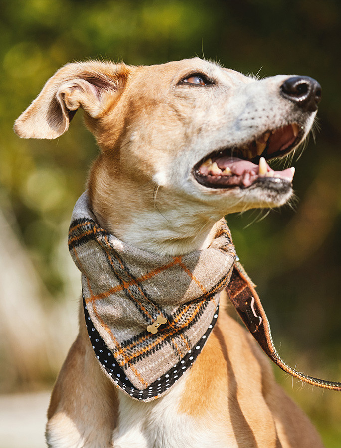 Dog Harness in Soft Antique Brown Leather with Wool felt