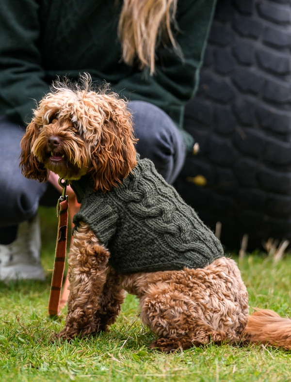 Aran Cable & Diamond Dog Sweater | Aran Sweater Market