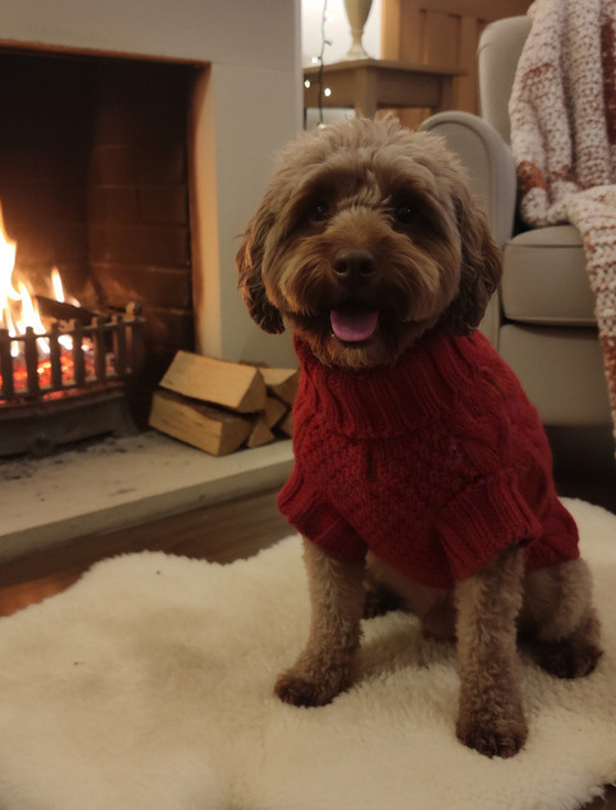 blue christmas dog sweater Alpaca Sweater | Alqo Wasi