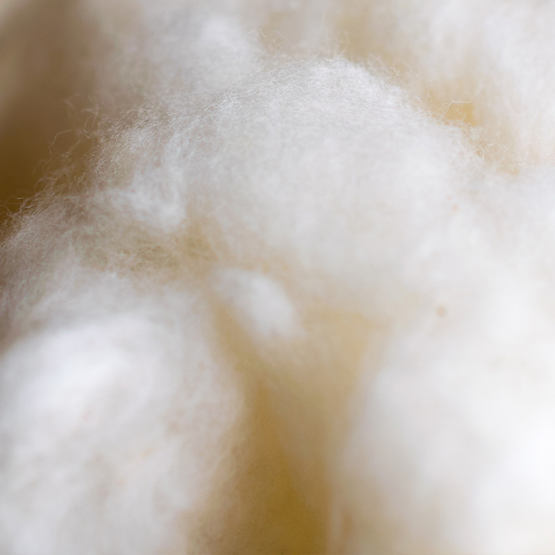Close-up of raw natural sheep's wool fleece