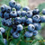 Blueberry