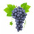 Grape